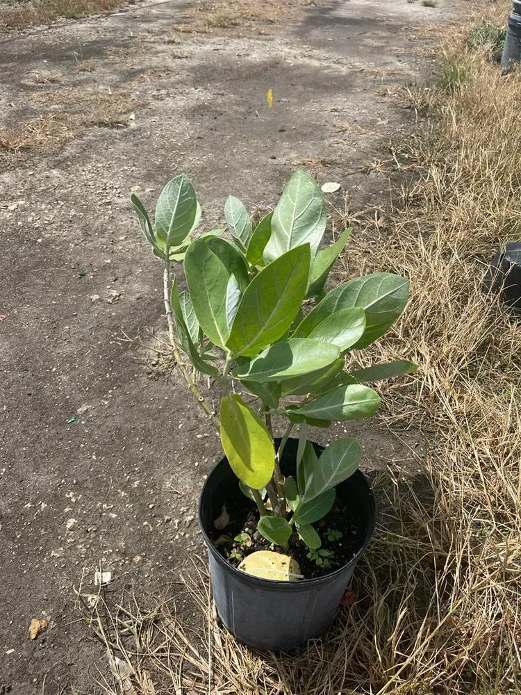 Affordable yard cleanup service for outdoor upgrades in Miami, FL by Morena’s Farm & Landscaping