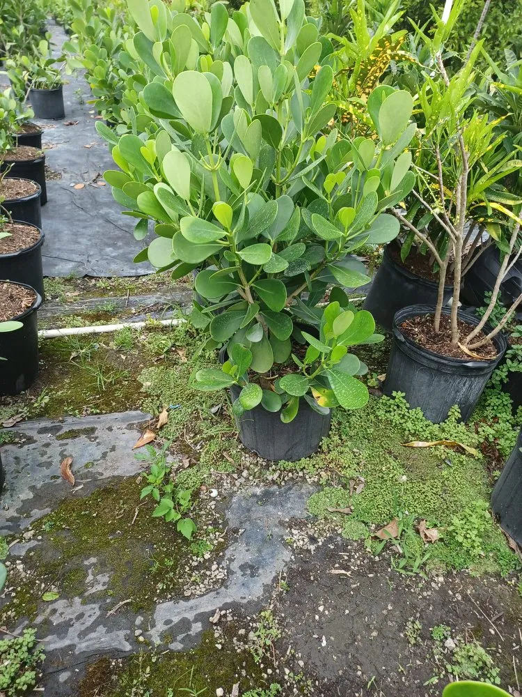 Reliable lawn mowing service in Miami, FL by Morena’s Farm & Landscaping