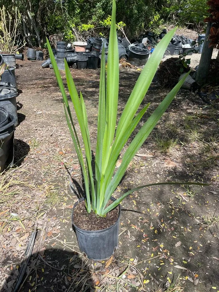 Professional landscape design in Miami, FL by Morena’s Farm & Landscaping