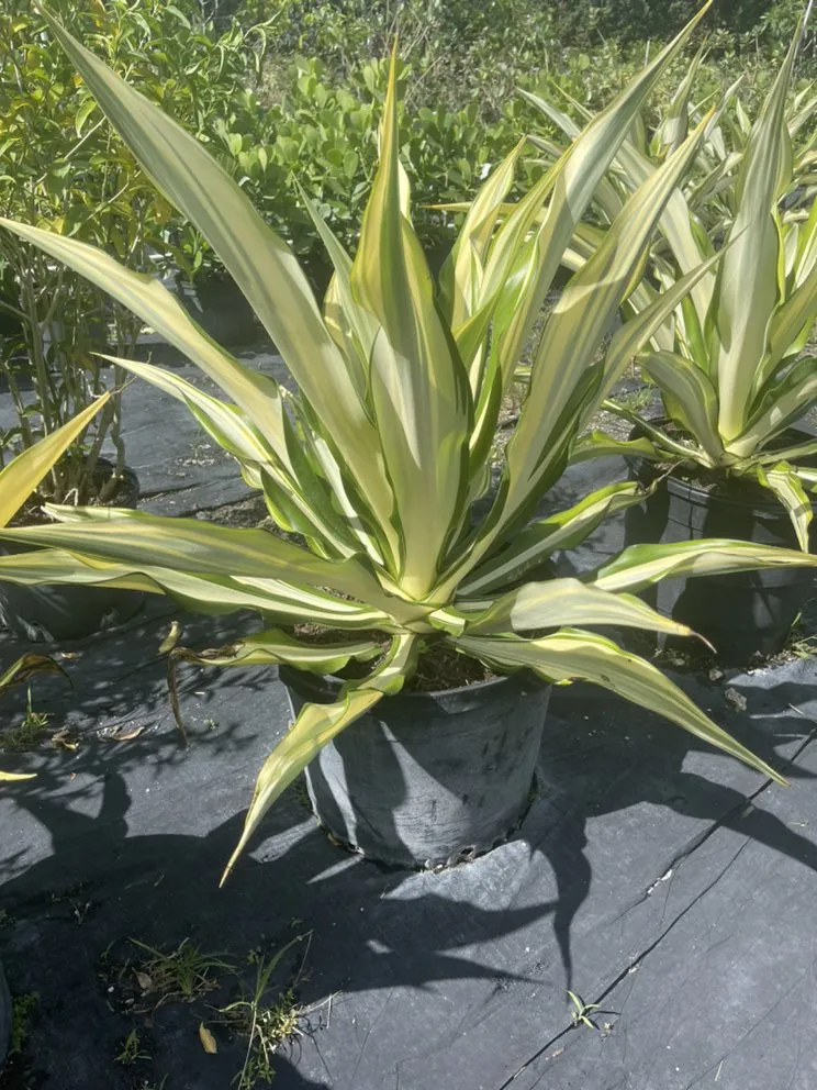 Trusted lawn care service in Miami, FL - Morena’s Farm & Landscaping