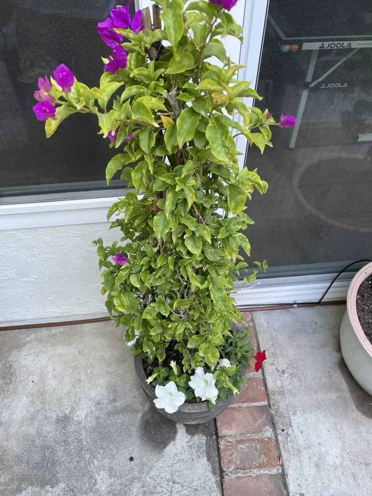 Local yard cleanup service in Los Angeles, CA by Moreno Garden Service