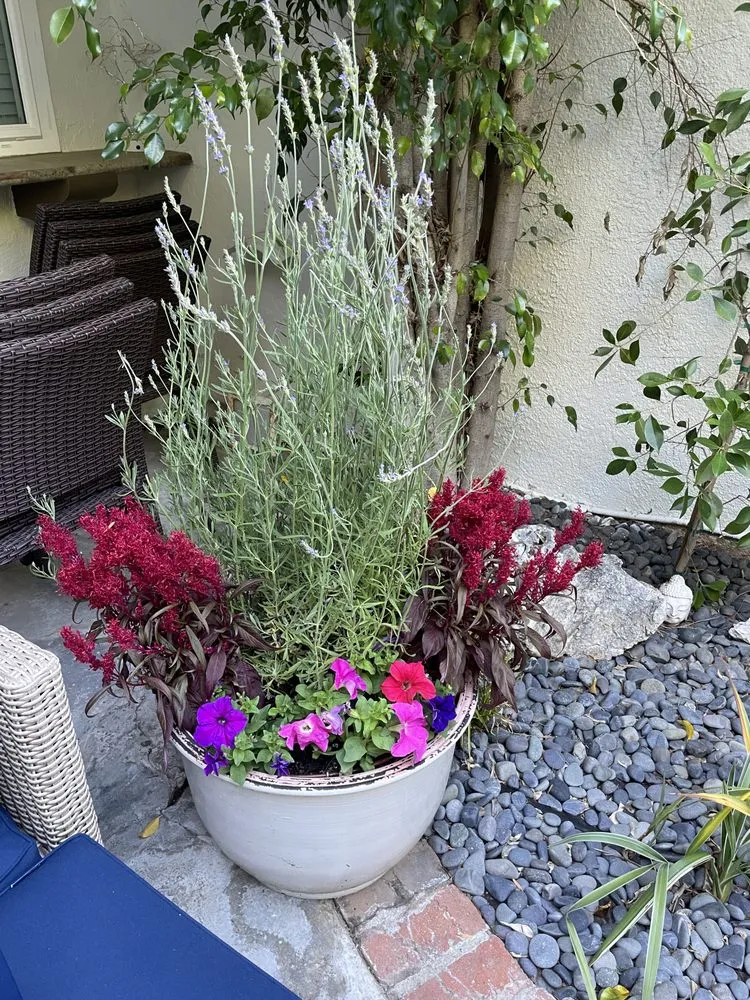 Expert yard cleanup service for residential properties in Los Angeles, CA by Moreno Garden Service