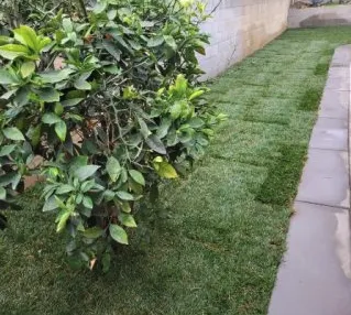 Affordable yard cleanup service in Rialto, CA - Moreno Landscape Services