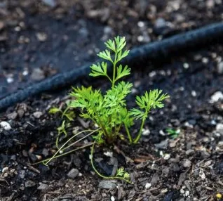 Affordable lawn care service in Rialto, CA - Moreno Landscape Services