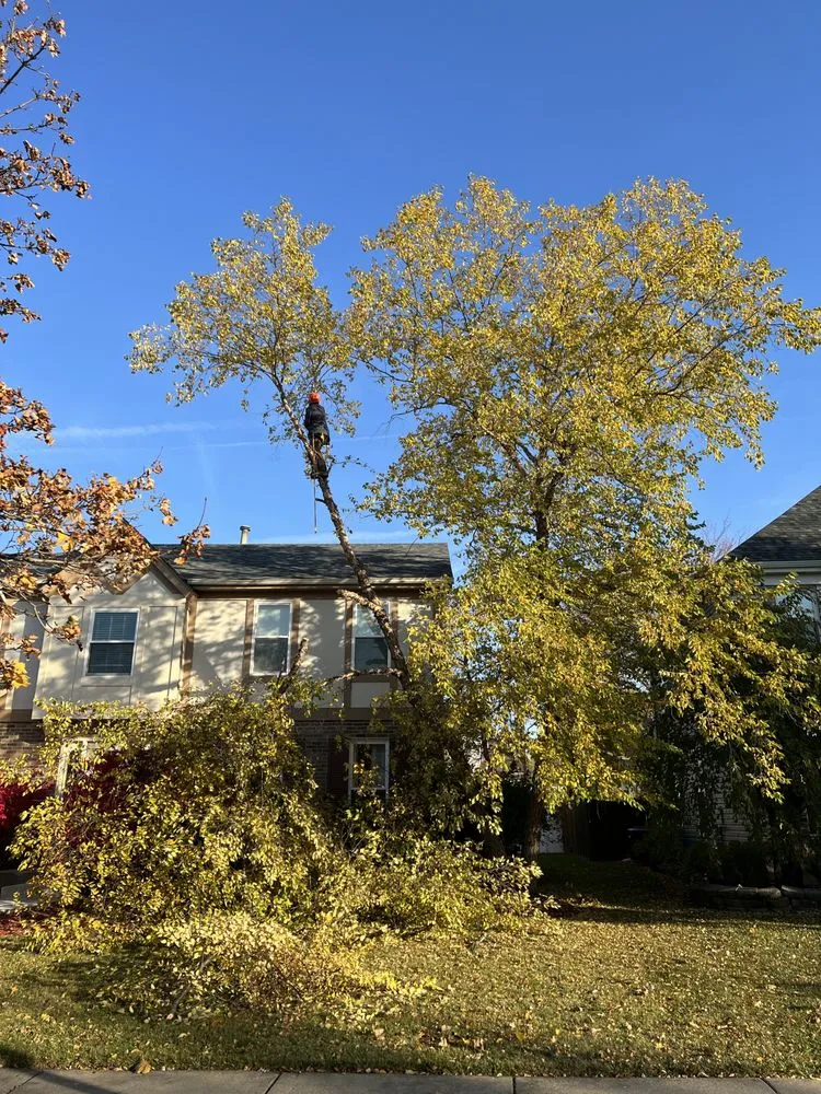 Professional yard cleanup service with custom design in Mundelein, IL by Moreno Landscaping