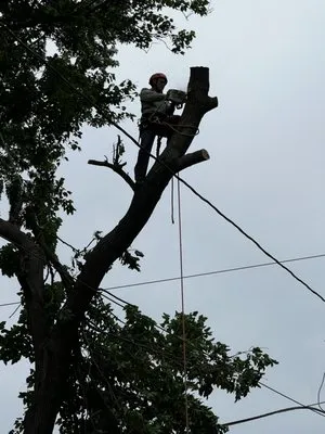 Moreno Landscaping Logo