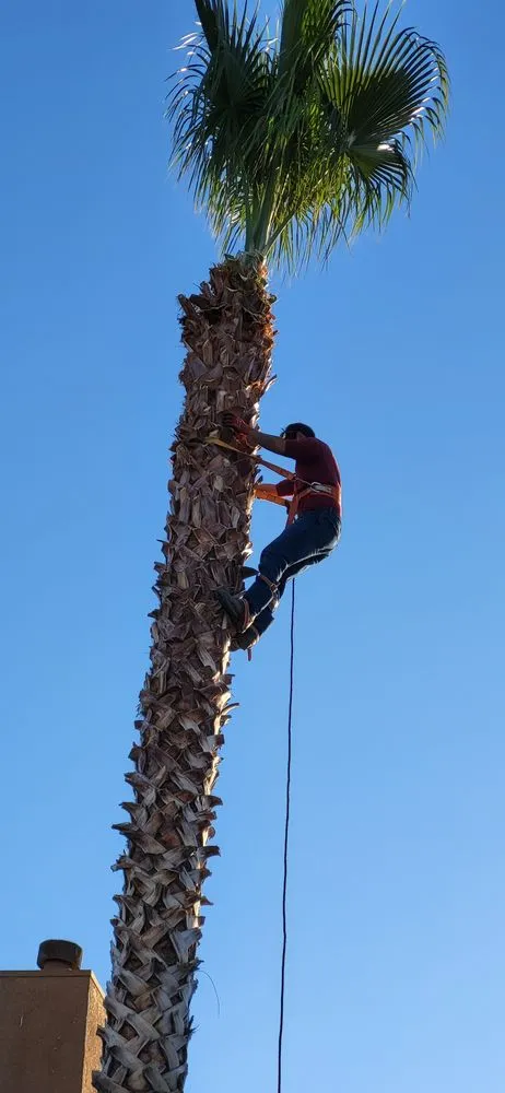 Reliable outdoor landscaping for year-round maintenance in Hesperia, CA by Moreno Lanscaping