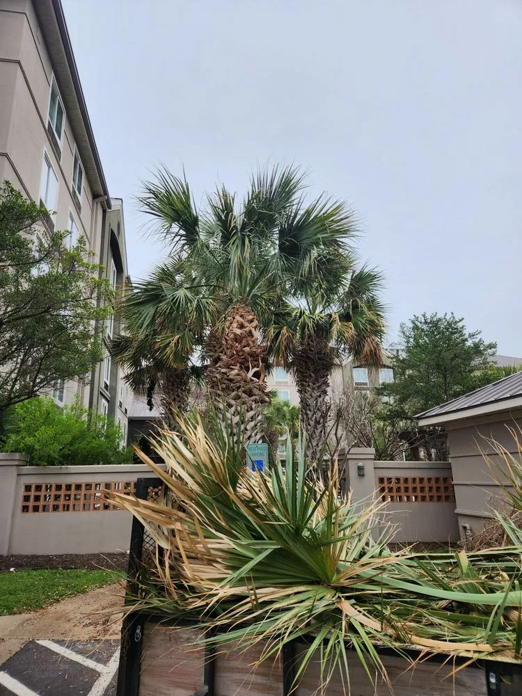 Professional lawn care service in Georgetown, TX by Moreno Lawn Service