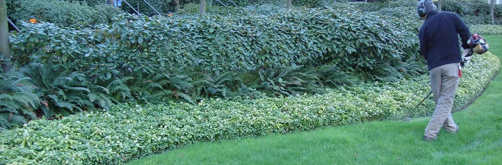 Trusted landscaping services for homes in Waco, TX by Moreno Mowing