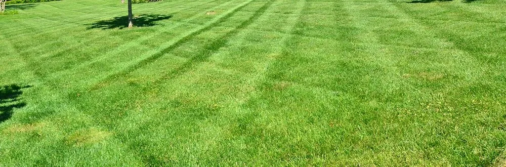 Top-rated lawn care service for beautiful yards across Waco, TX - Moreno Mowing
