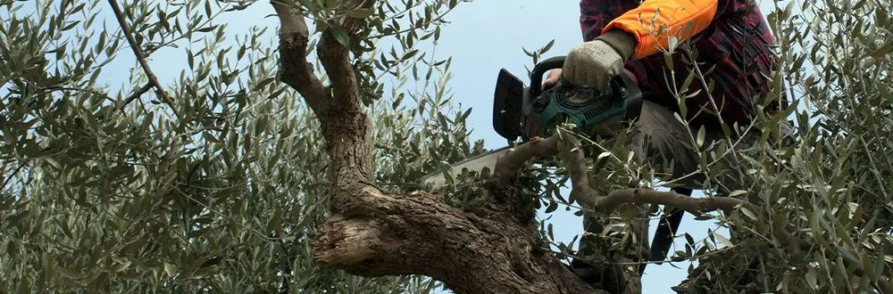 Reliable landscape installation in Waco, TX by Moreno Mowing