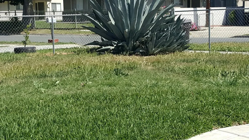 Local yard cleanup service in Moreno Valley, CA - Moreno Valley Lawn Service