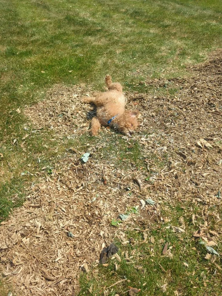 Local garden landscaping in Plainfield, IL by Morenos Tree Service