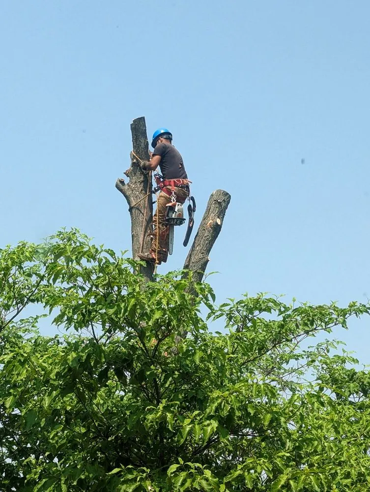 Custom lawn mowing service in Plainfield, IL by Morenos Tree Service