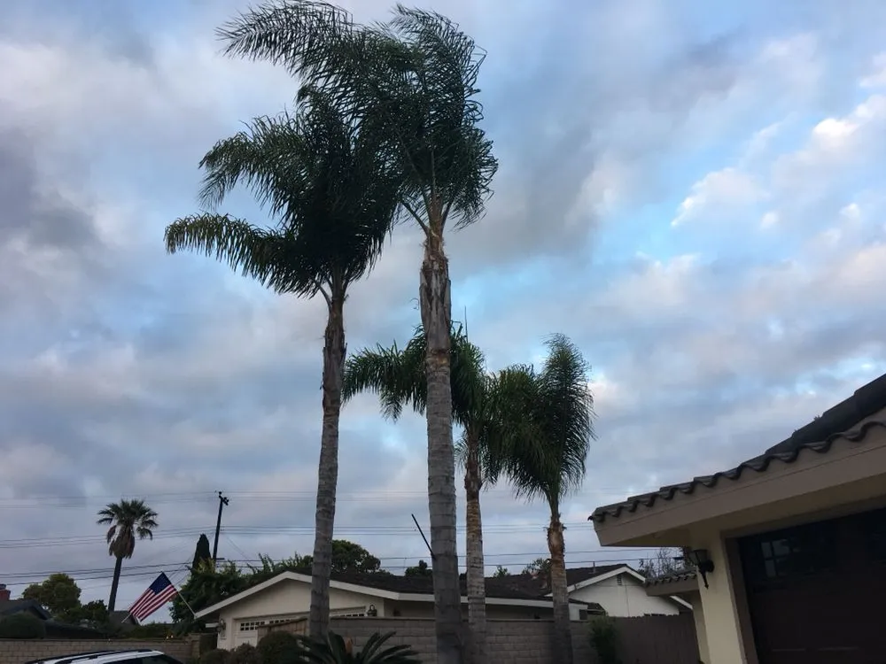 Professional lawn mowing service for outdoor upgrades across Santa Ana, CA - Morfin Tree Services