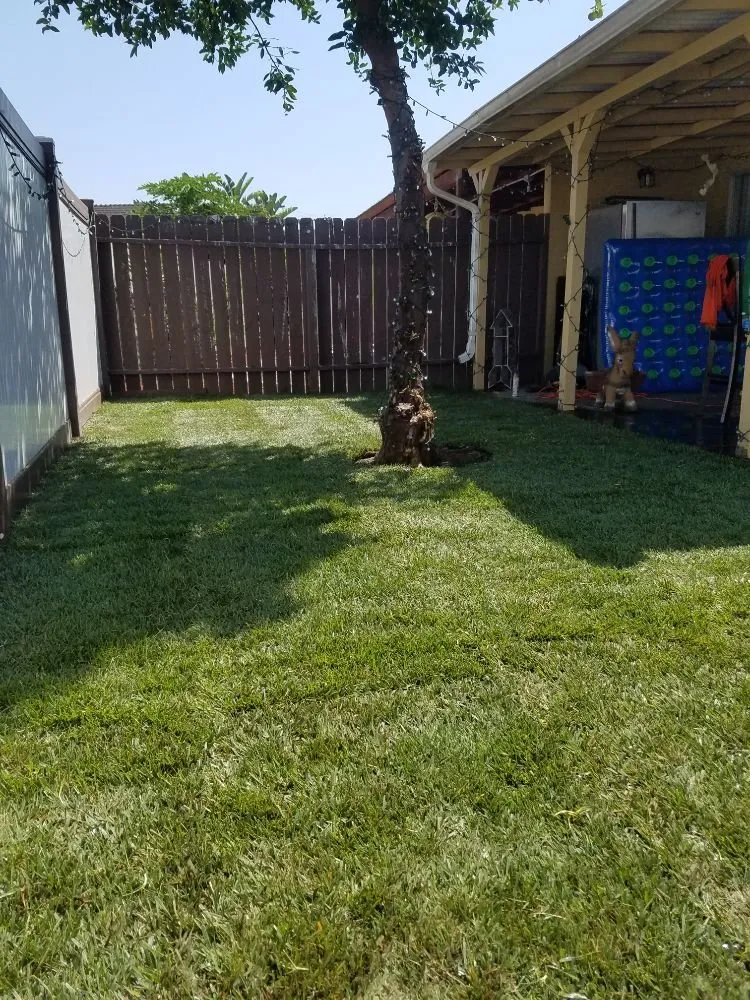 Affordable landscaping services in Santa Ana, CA - Morfin Tree Services