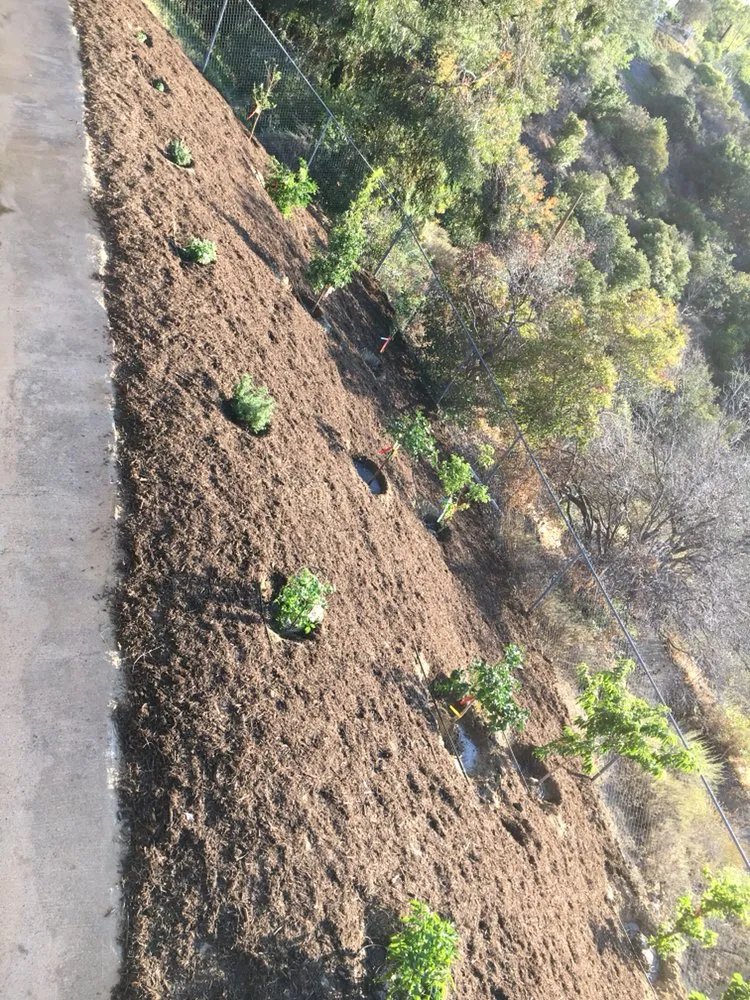 Local lawn care service for homes in Santa Ana, CA by Morfin Tree Services