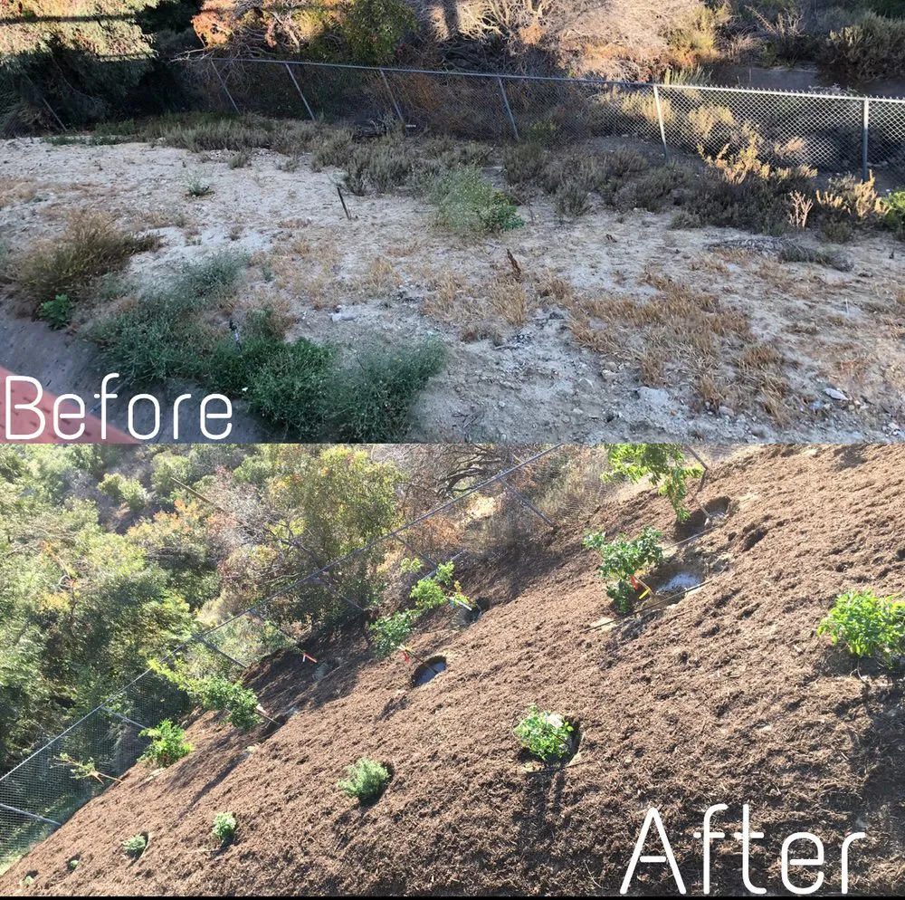 Local landscape installation in Santa Ana, CA by Morfin Tree Services