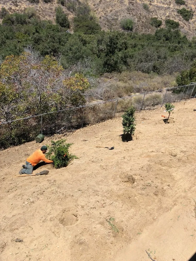 Custom lawn care service in Santa Ana, CA - Morfin Tree Services