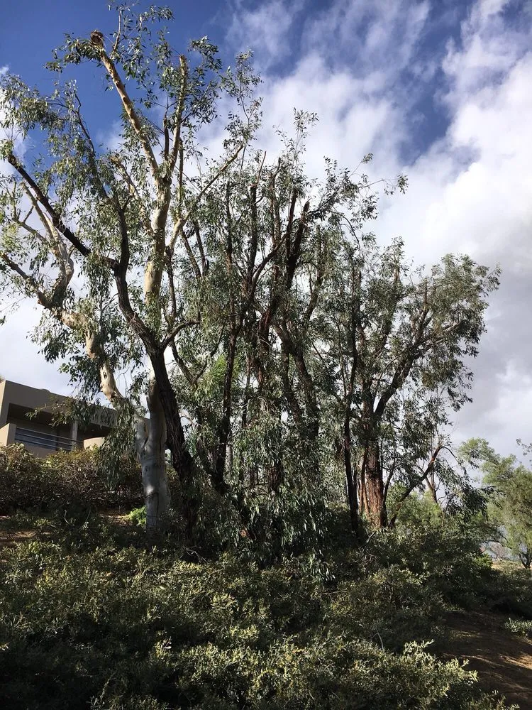 Trusted landscape installation for beautiful yards across Santa Ana, CA - Morfin Tree Services