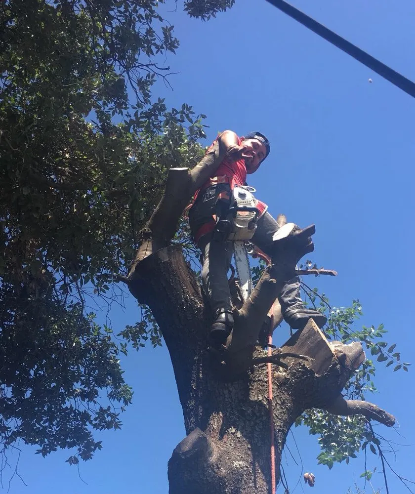 Expert landscape installation in Santa Ana, CA - Morfin Tree Services