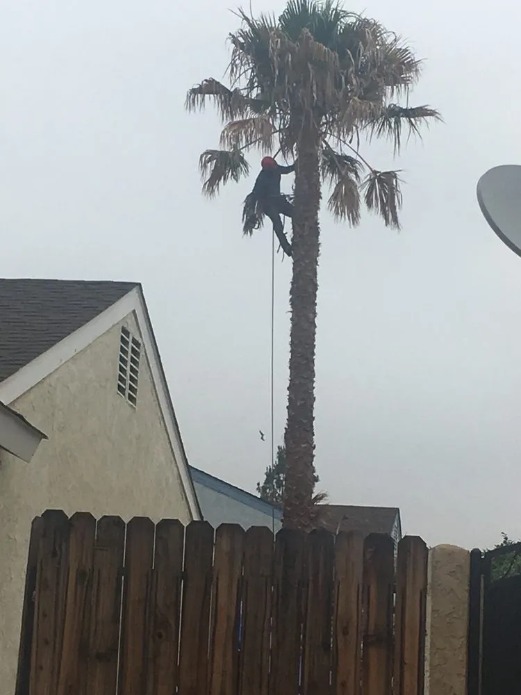 Custom lawn mowing service in Santa Ana, CA by Morfin Tree Services