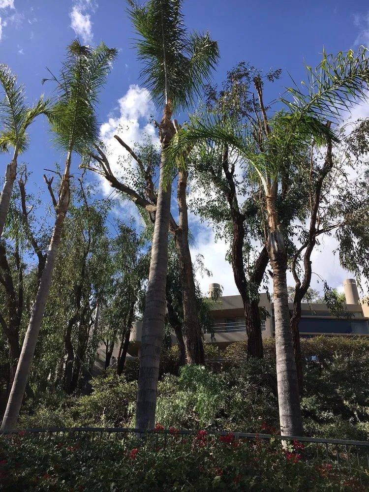 Expert landscape design experts serving Santa Ana, CA - Morfin Tree Services