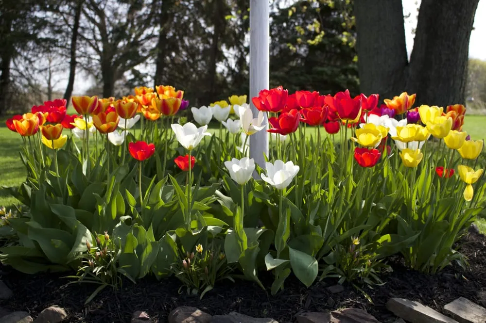 Top-rated lawn mowing service for outdoor upgrades in Scottsville, NY by Morgan Hill Land Care