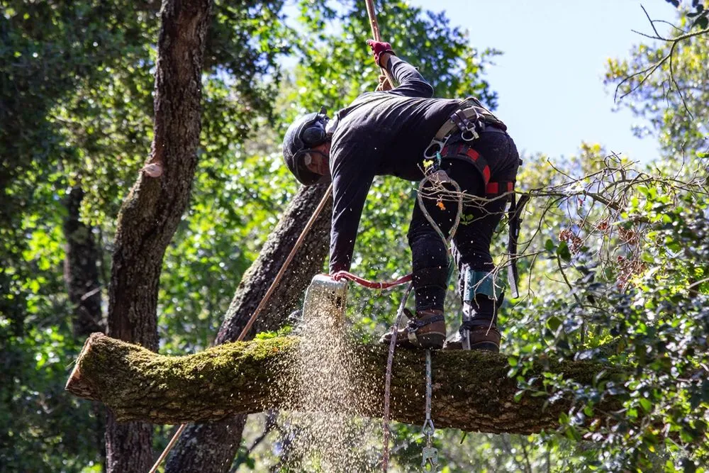 Reliable residential landscaping in Morgan Hill, CA - Morgan Hill Tree Service