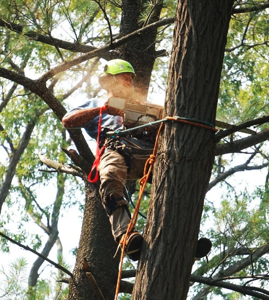Professional yard maintenance for residential properties across Morgan Hill, CA - Morgan Hill Tree Service