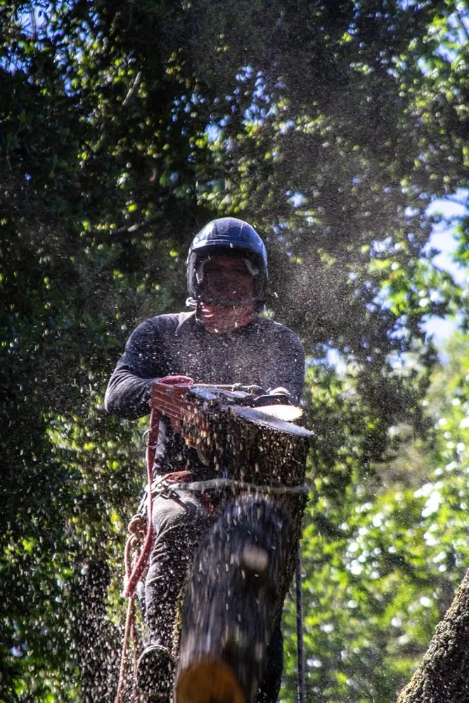 Local outdoor landscaping in Morgan Hill, CA by Morgan Hill Tree Service