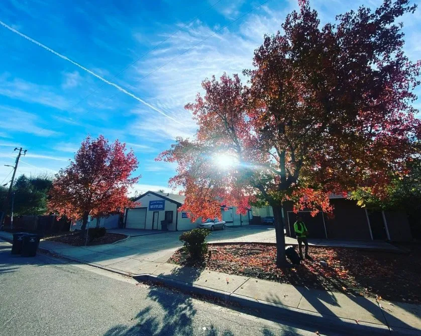 Reliable lawn mowing service for residential properties across Morgan Hill, CA - Morgan Hill Tree Service