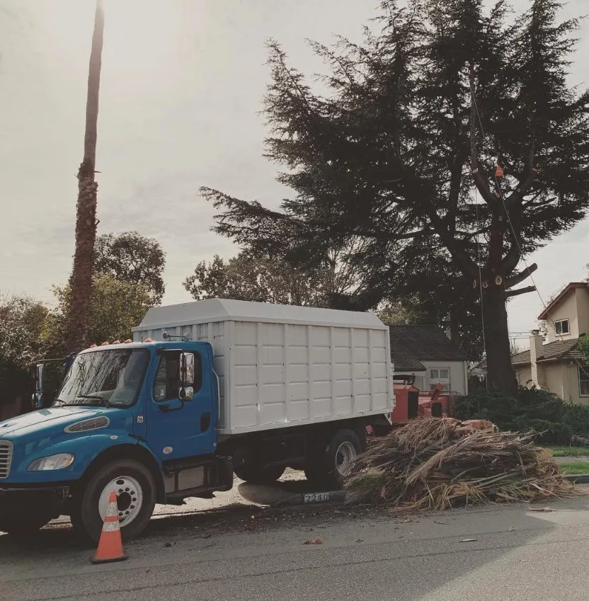 Reliable landscape design for year-round maintenance in Morgan Hill, CA by Morgan Hill Tree Service