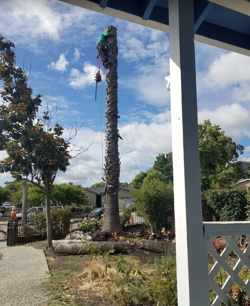 Top-rated landscape installation near you across Morgan Hill, CA - Morgan Hill Tree Service