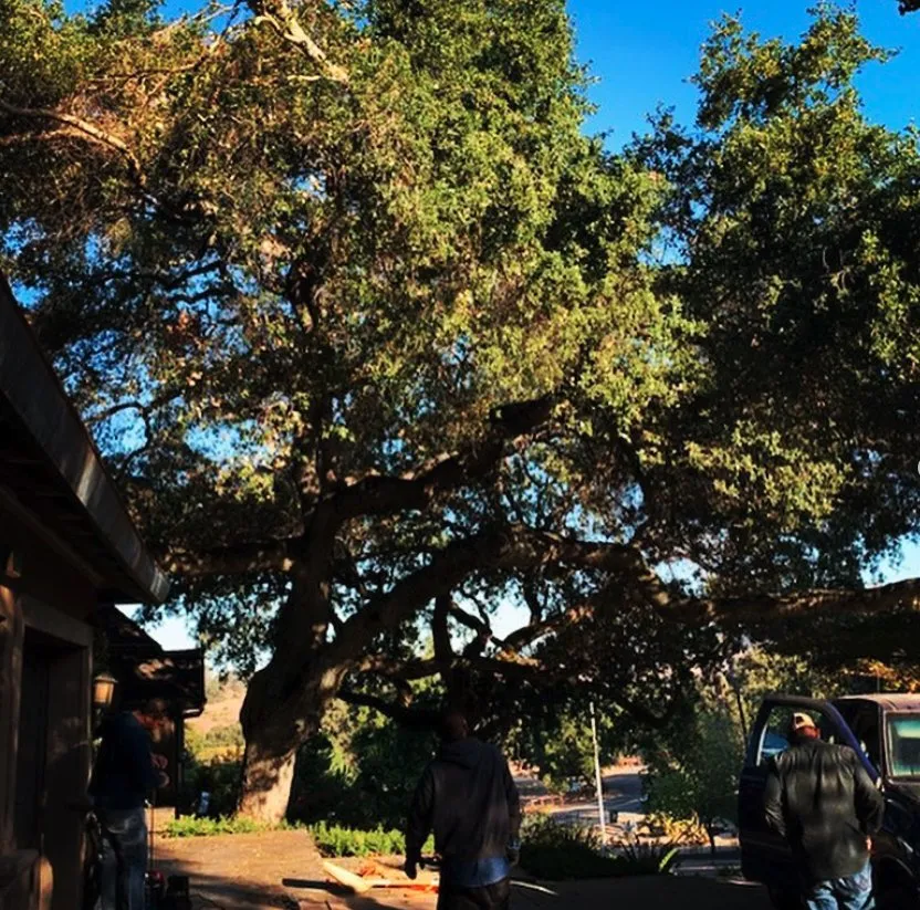Custom yard maintenance for homes across Morgan Hill, CA - Morgan Hill Tree Service