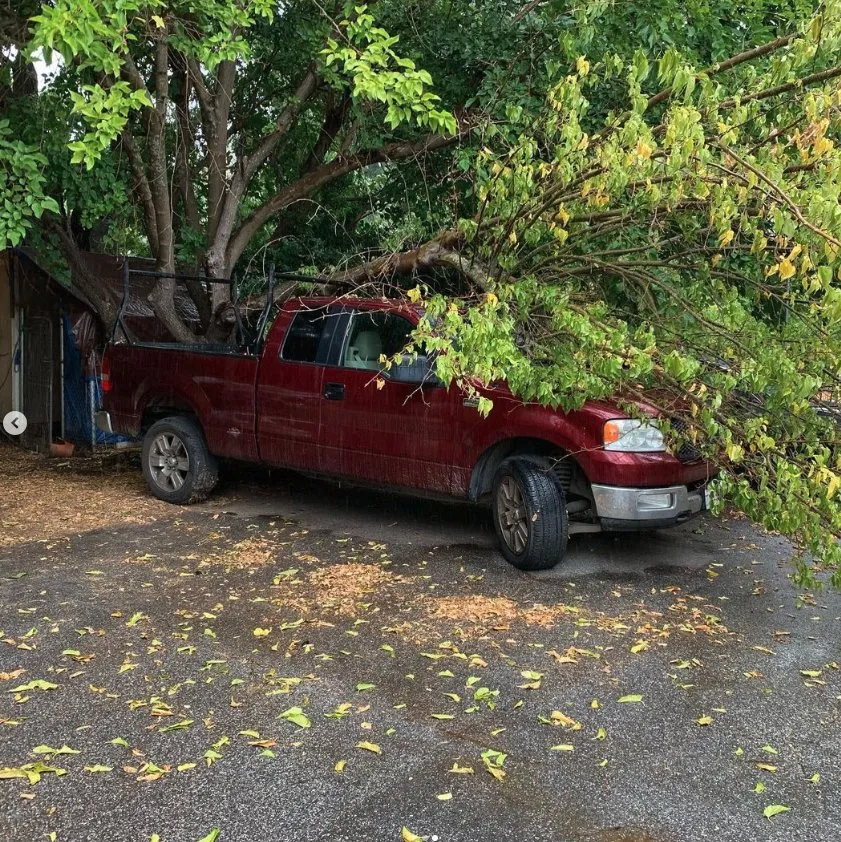 Reliable lawn care service experts serving Morgan Hill, CA - Morgan Hill Tree Service