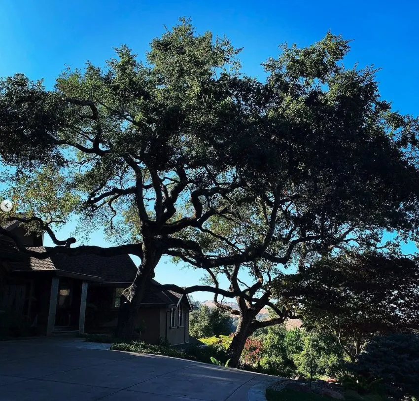 Custom landscape installation for residential properties across Morgan Hill, CA - Morgan Hill Tree Service