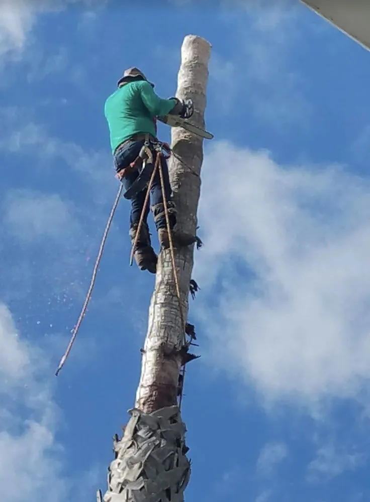 Custom garden landscaping in Morgan Hill, CA - Morgan Hill Tree Service