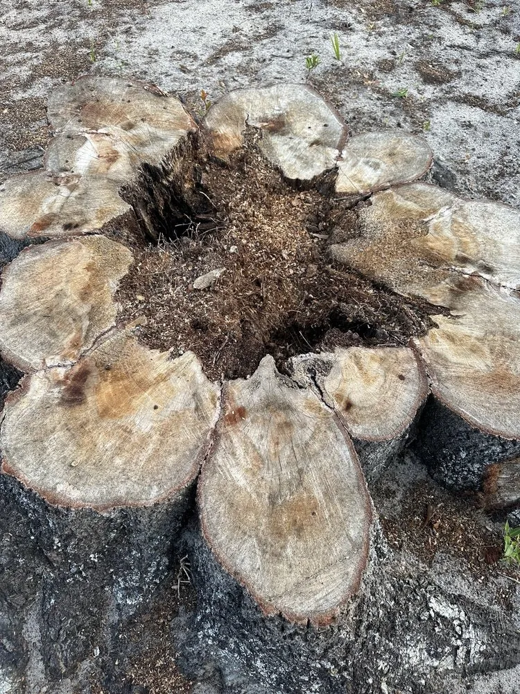 Top-rated yard maintenance experts serving Titusville, FL - Morgan Services