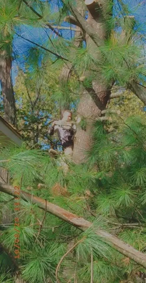 Reliable landscape installation experts serving Keyser, WV - Morgans Lands and Trees