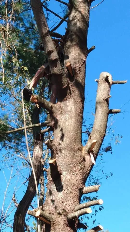 Professional landscape installation in Keyser, WV by Morgans Lands and Trees