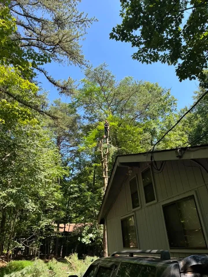 Expert landscape installation for beautiful yards in Keyser, WV by Morgans Lands and Trees