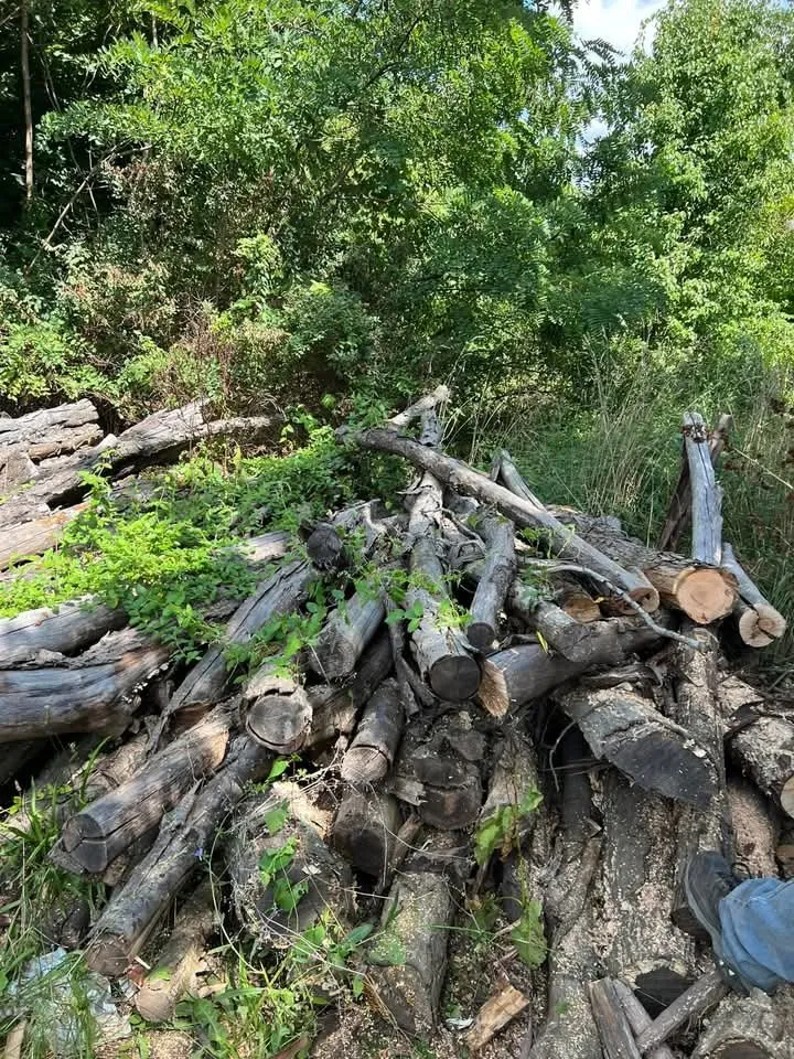 Top-rated lawn mowing service for beautiful yards across Keyser, WV - Morgans Lands and Trees