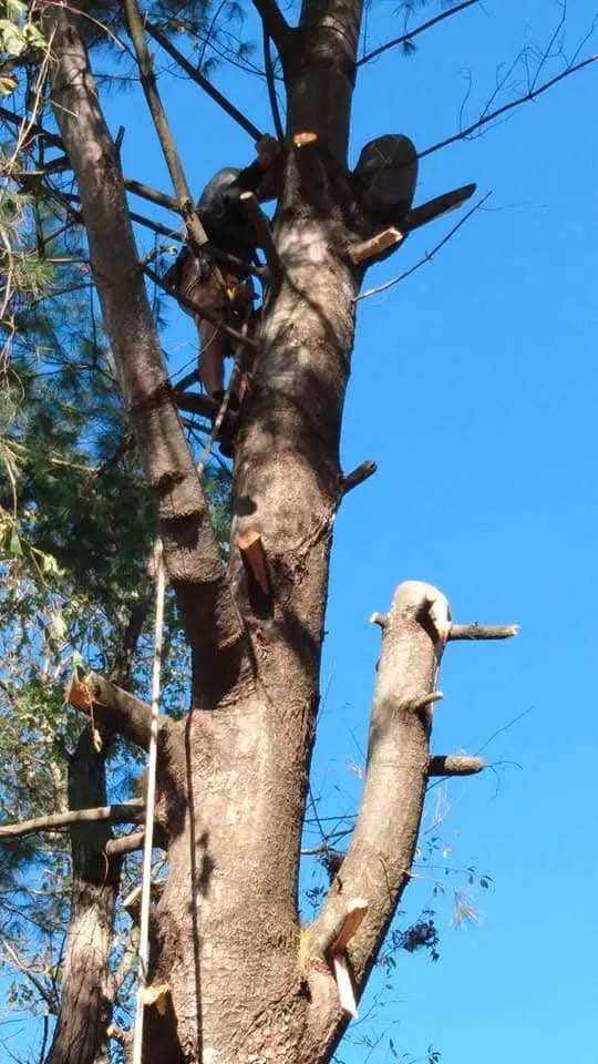 Affordable landscape design in Keyser, WV by Morgans Lands and Trees