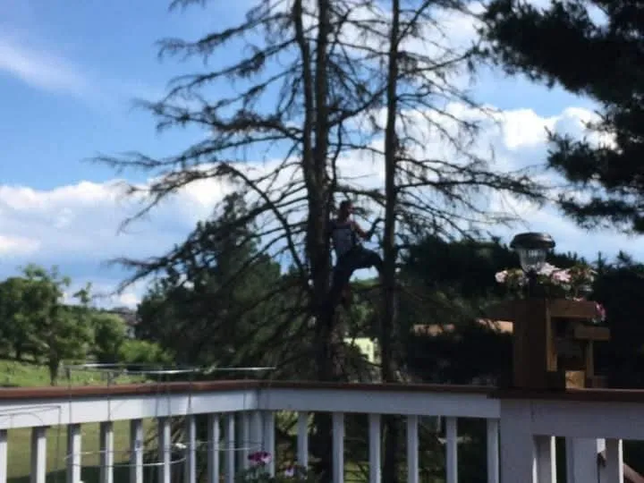 Custom landscaping services for year-round maintenance across Keyser, WV - Morgans Lands and Trees