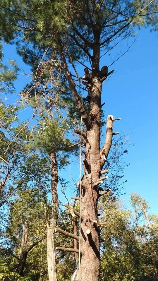 Trusted lawn care service for residential properties in Keyser, WV by Morgans Lands and Trees