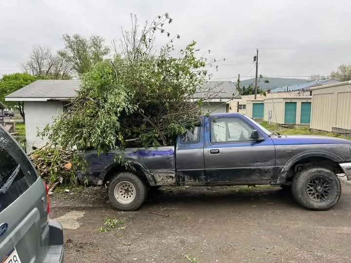 Trusted landscape installation experts serving Keyser, WV - Morgans Lands and Trees