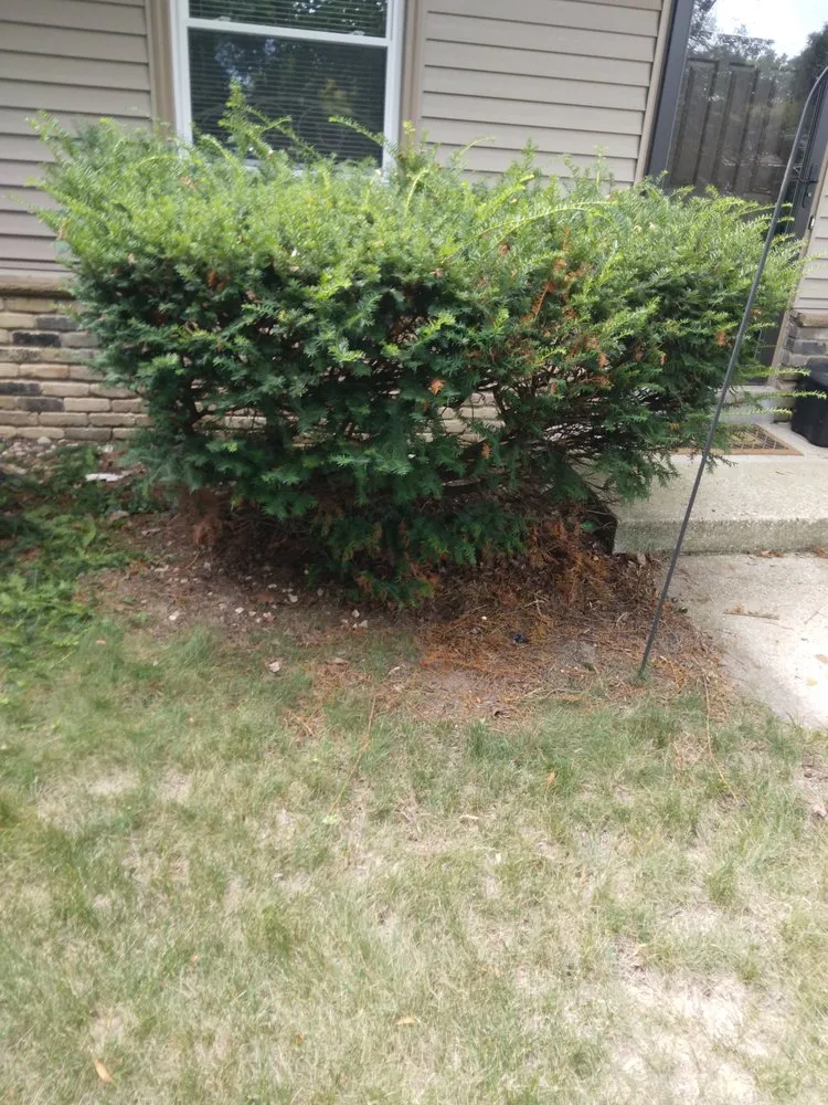 Affordable yard maintenance in Milwaukee, WI - Morgan's Lawn Mowing Service