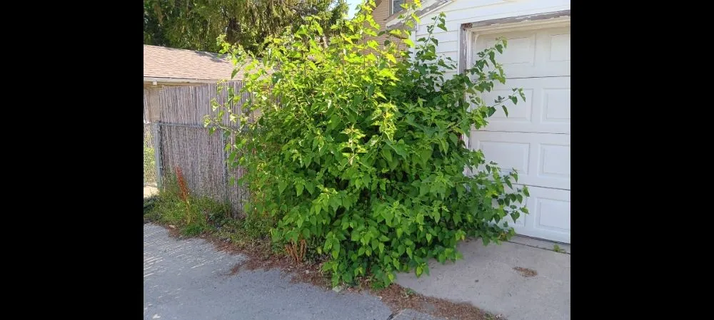 Trusted landscape design experts serving Milwaukee, WI - Morgan's Lawn Mowing Service