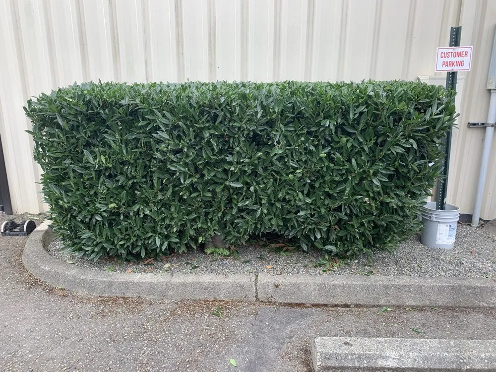 Affordable garden landscaping experts serving Tumwater, WA - Morgan's Lawn Service